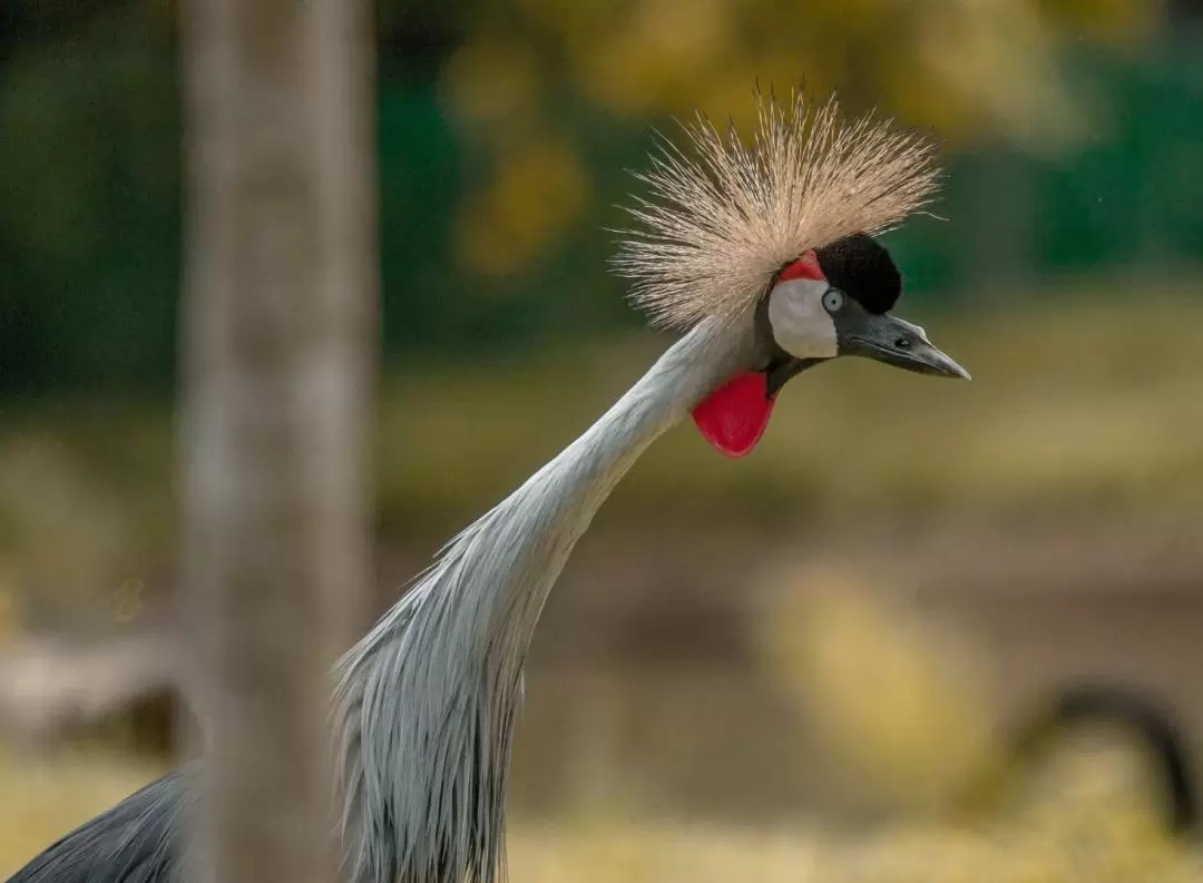 【KLOOK獨家優惠】菲律賓宿霧野生動物園門票