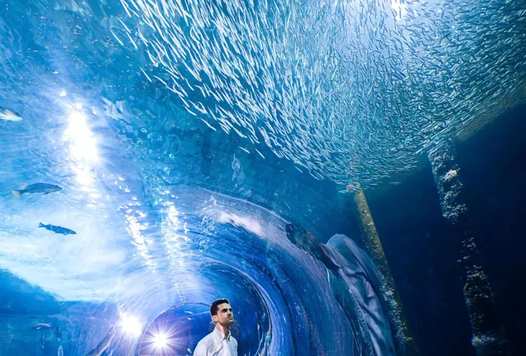 舊金山海灣水族館門票