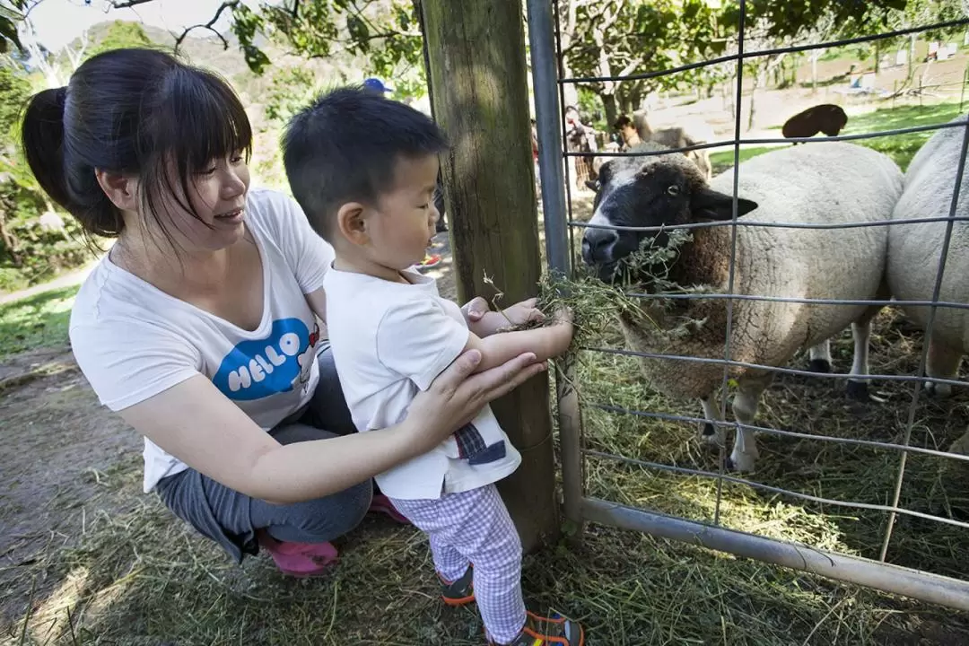 Meet Alpacas and Wine Tasting Experience in Gold Coast