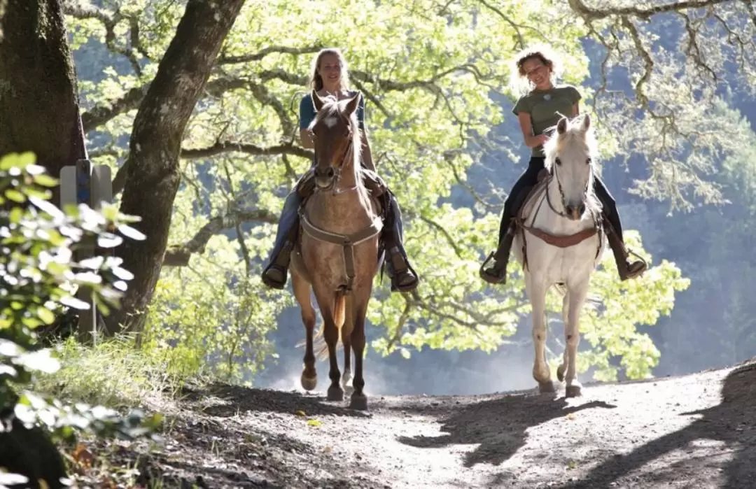 Siena Horseback Riding in Chianti Area