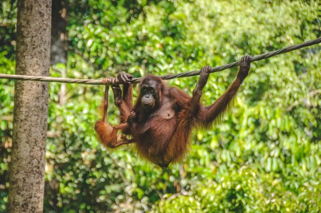 Sepilok Orangutan Centre Half Day Tour