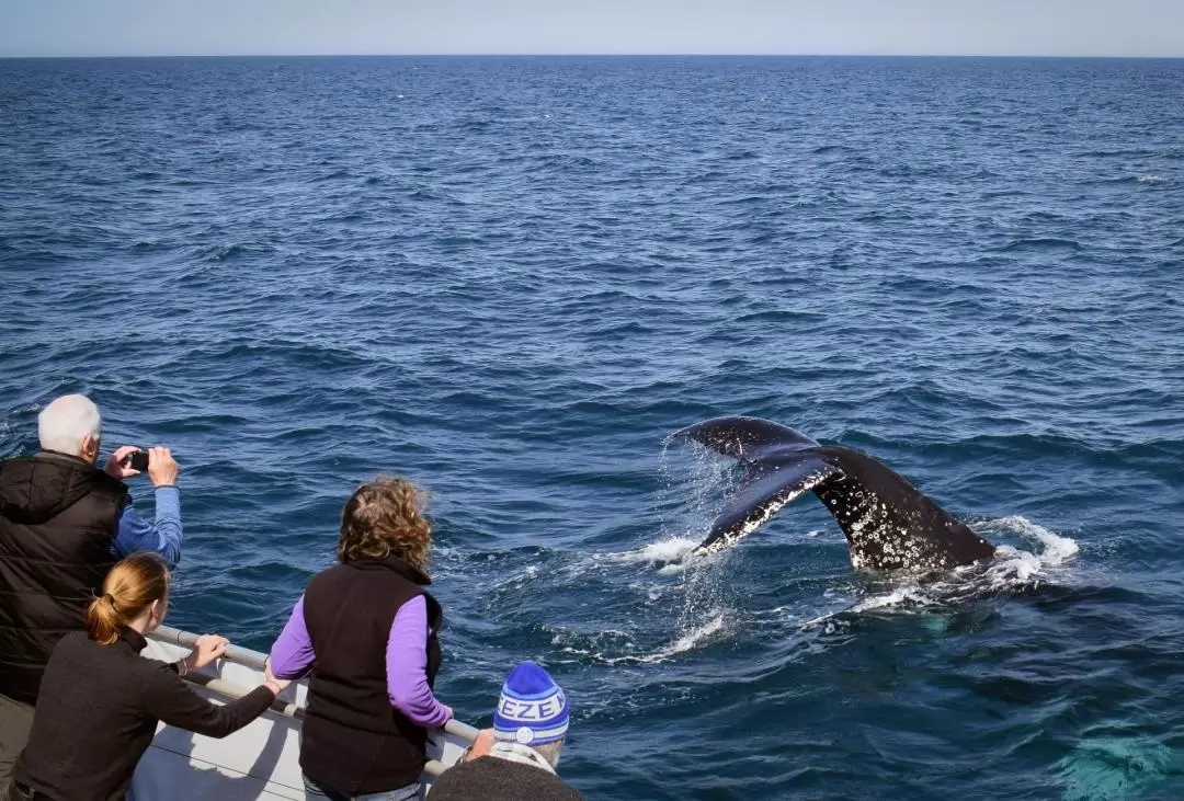 Whale Watching Sightseeing Cruise in Wilsons Promontory