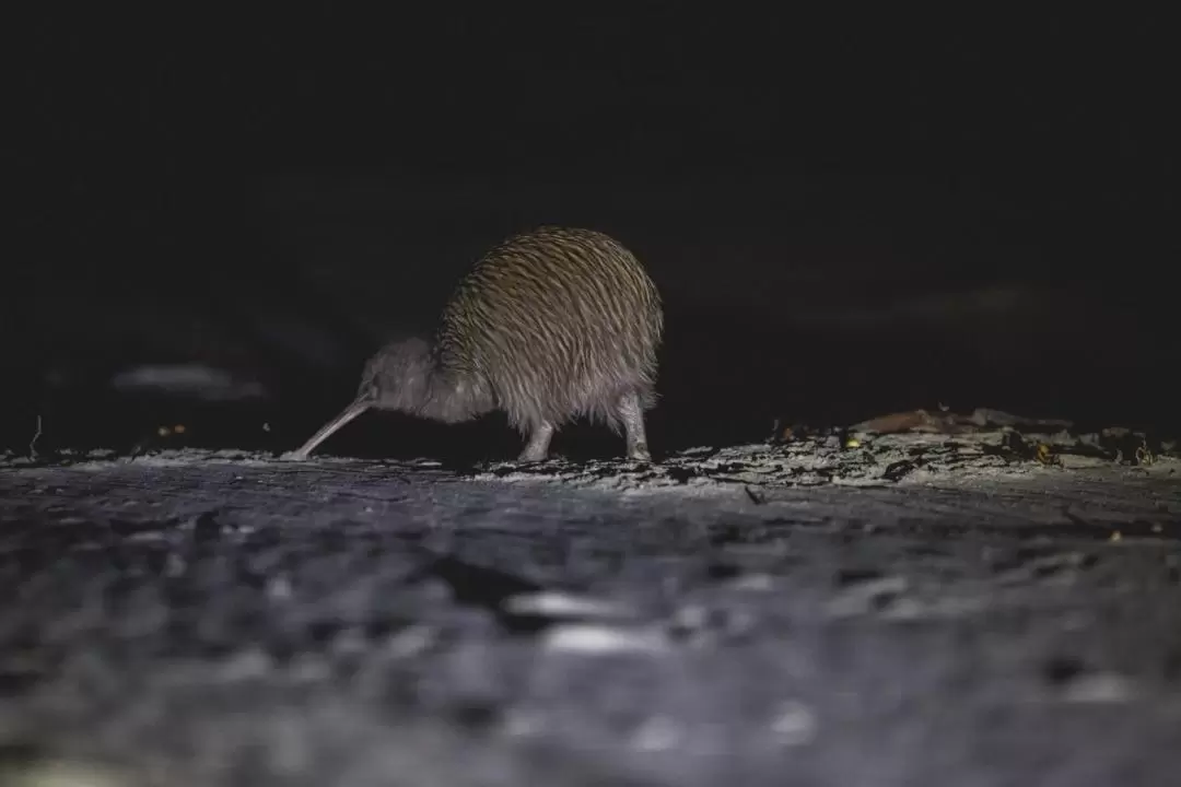 Wild Kiwi Encounter on Stewart Island