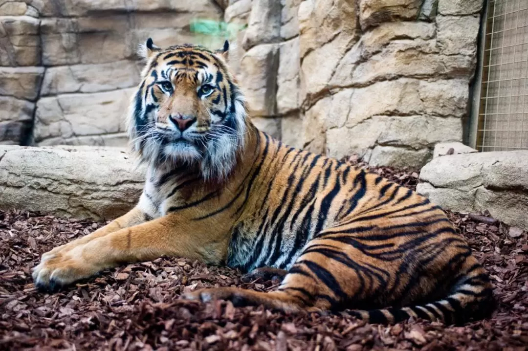 ZSLロンドン動物園 入園チケット