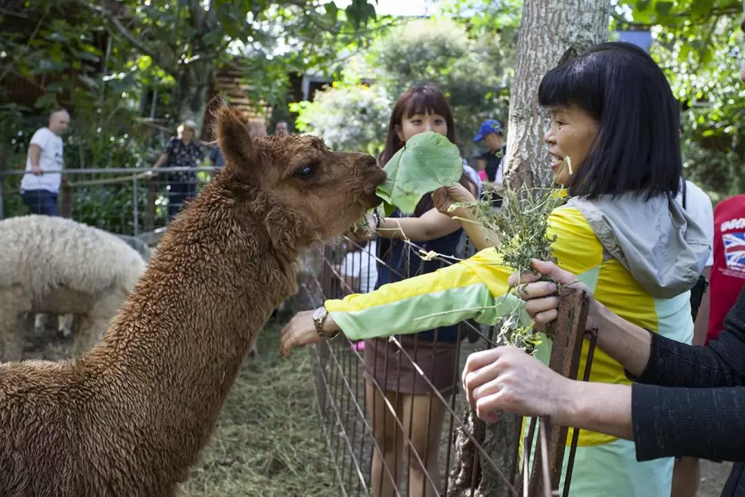 Meet Alpacas and Wine Tasting Experience in Gold Coast