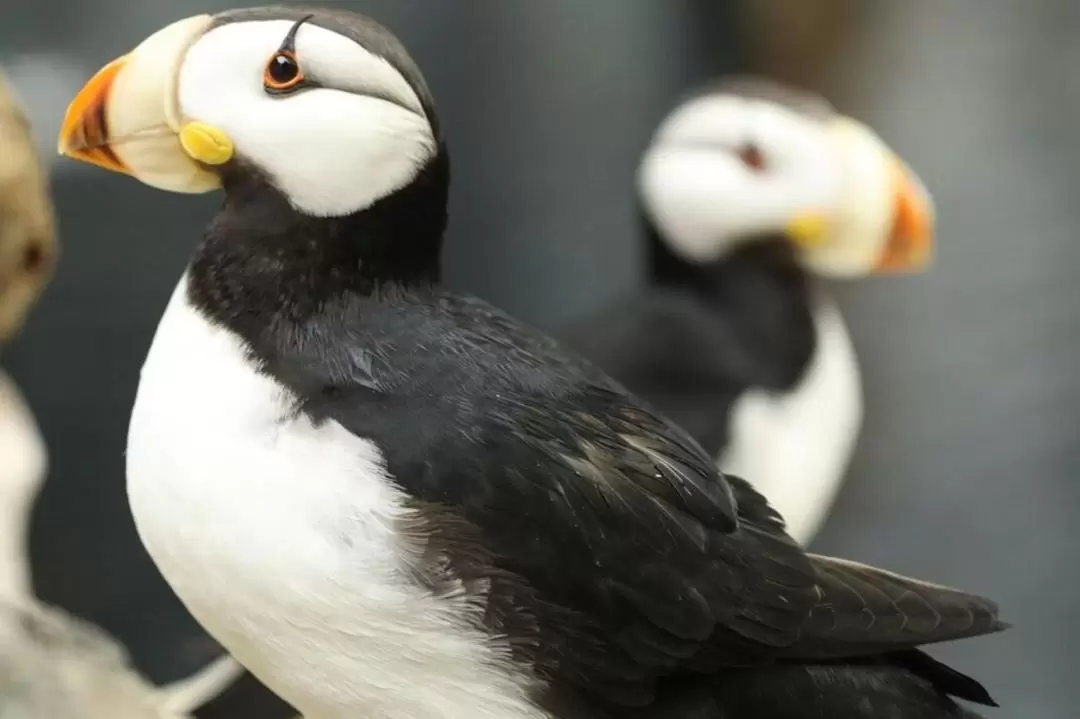 亞特蘭大佐治亞水族館門票