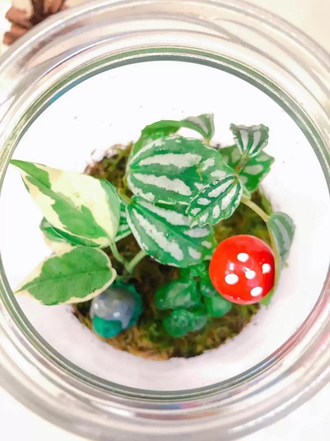 Plant Terrarium DIY Experience in Taichung