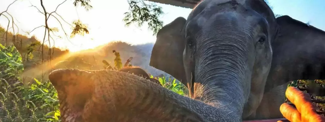 Elephant Day Care at Chiang Mai Mountain Sanctuary