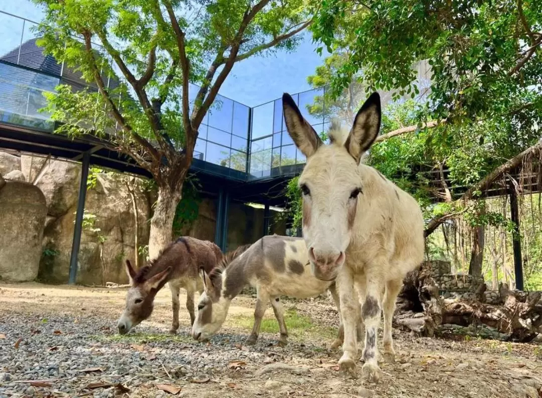 寿山動物園 入園チケット（高雄）