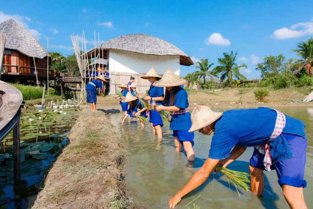 Traditional Rice Planting and Harvesting Experience in Krabi