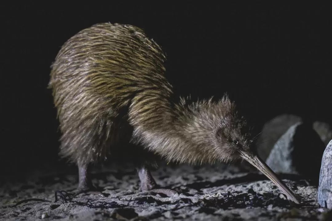 Wild Kiwi Encounter on Stewart Island