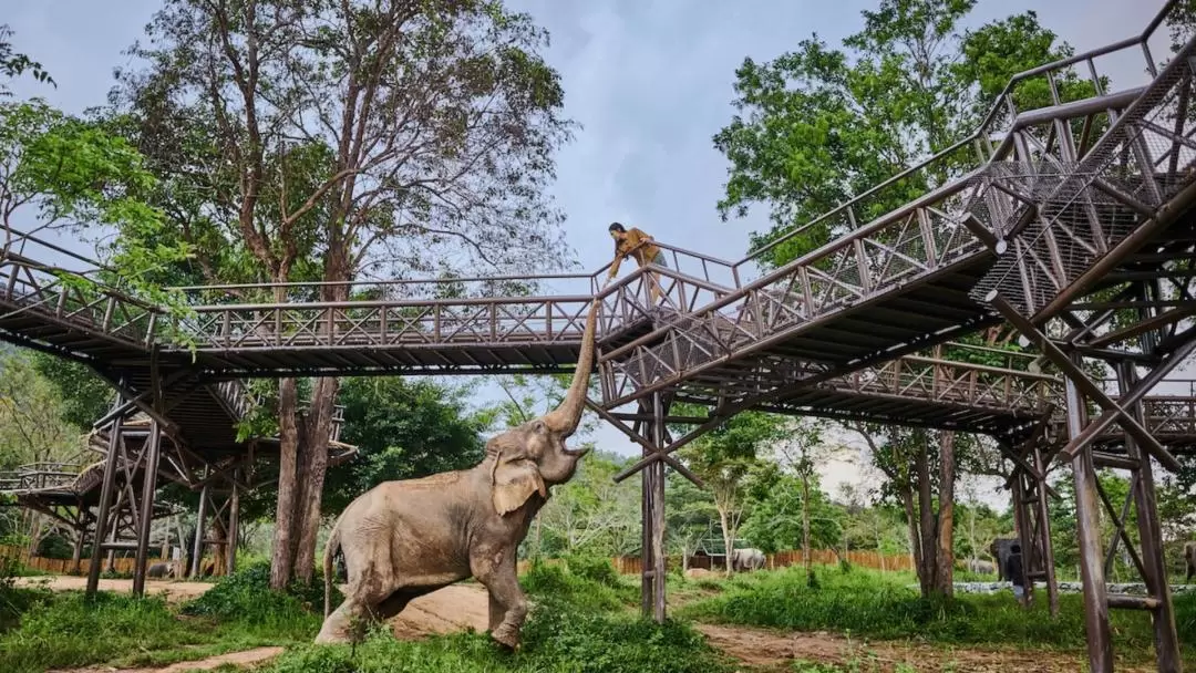 Samui Elephant Kingdom Experience