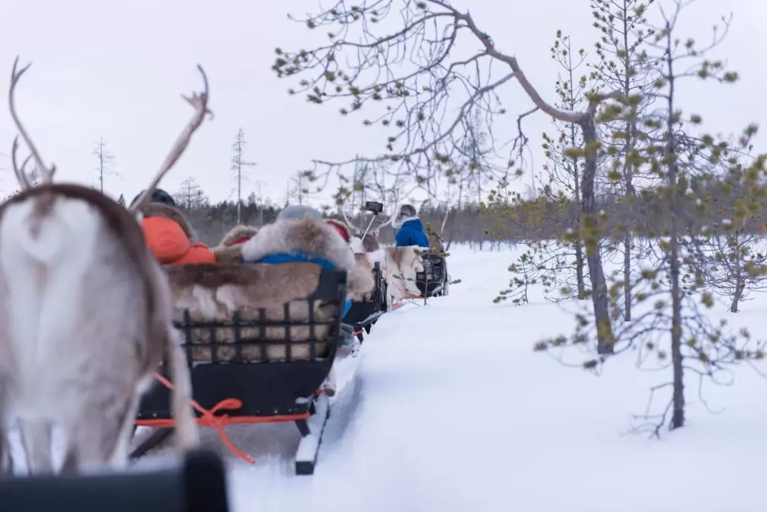 Reindeer Farm Experience in Rovaniemi