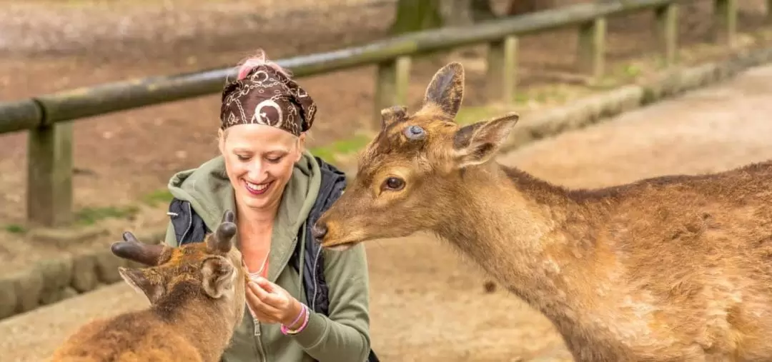 The 7 Great Temples of Ancient Nara Day Tour