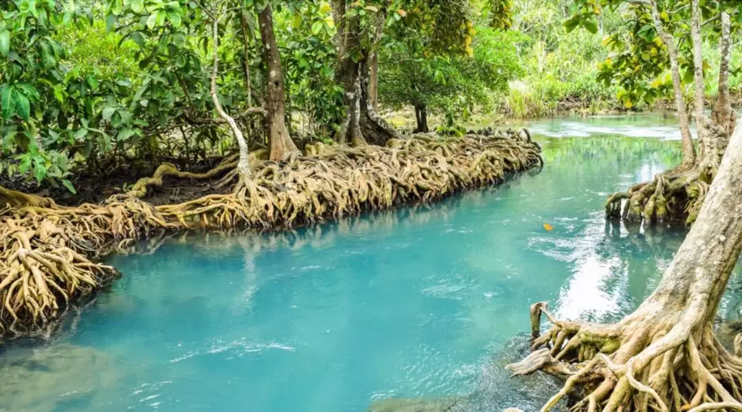 Krabi Mangrove Kayak Tour