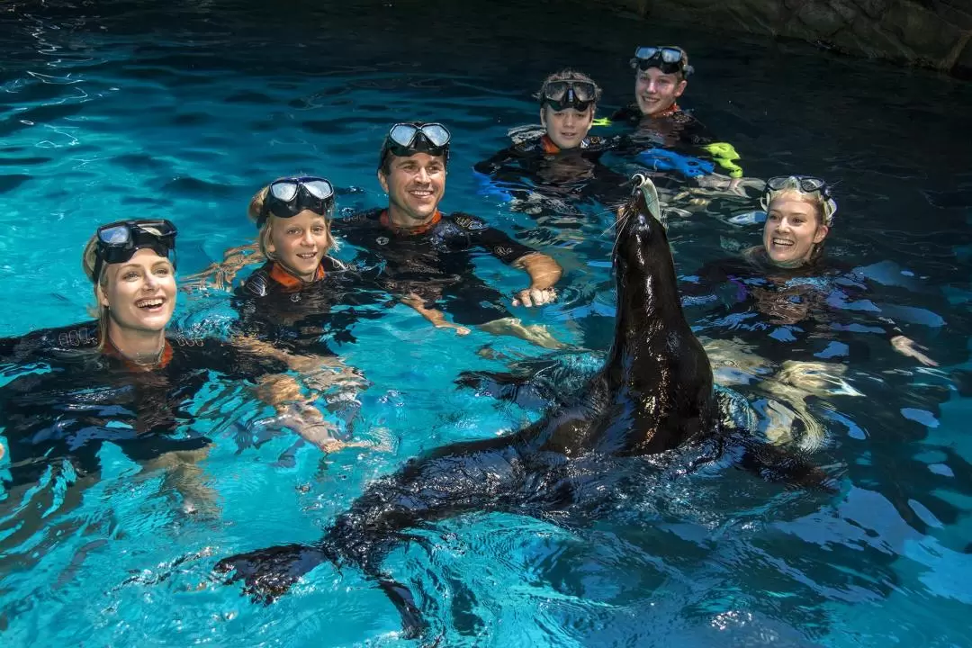 シーライフサンシャインコースト水族館 アザラシスイミング体験