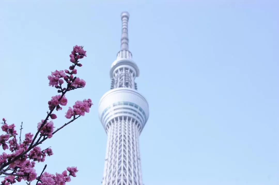 Tokyo City, Meiji Shrine & Tokyo Skytree Bus Tour with Cruise Experience