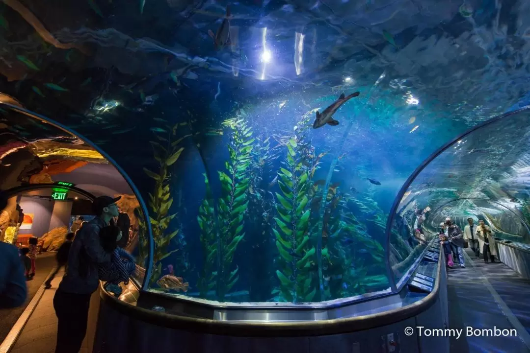 舊金山海灣水族館門票