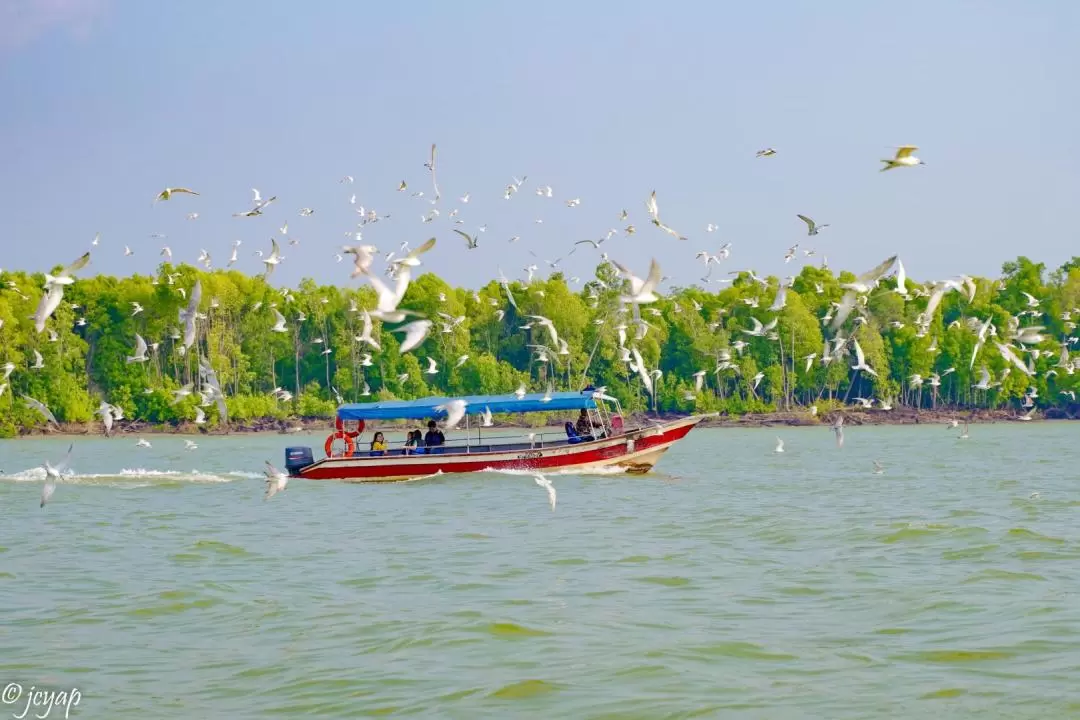 Eagle Feeding Experience in Kuala Selangor