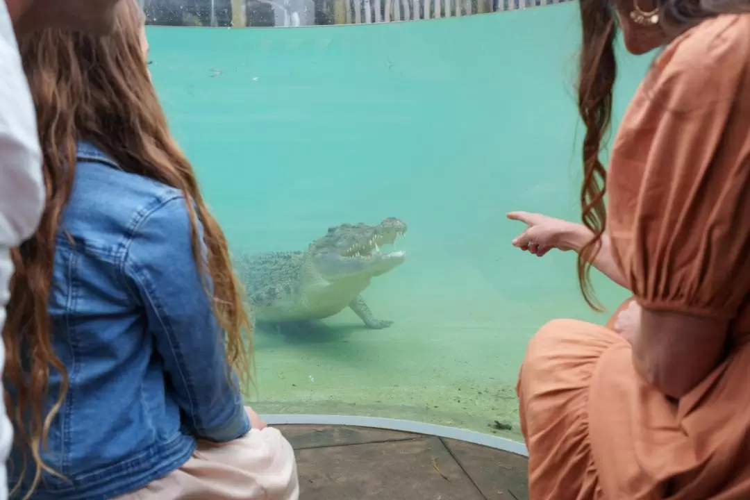 龍柏無尾熊動物園門票