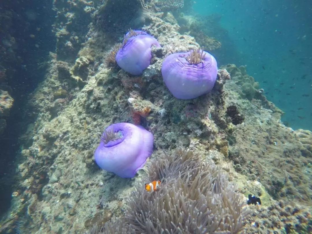 ヤワサム島・タル島 シュノーケリングツアー（クラビ発）