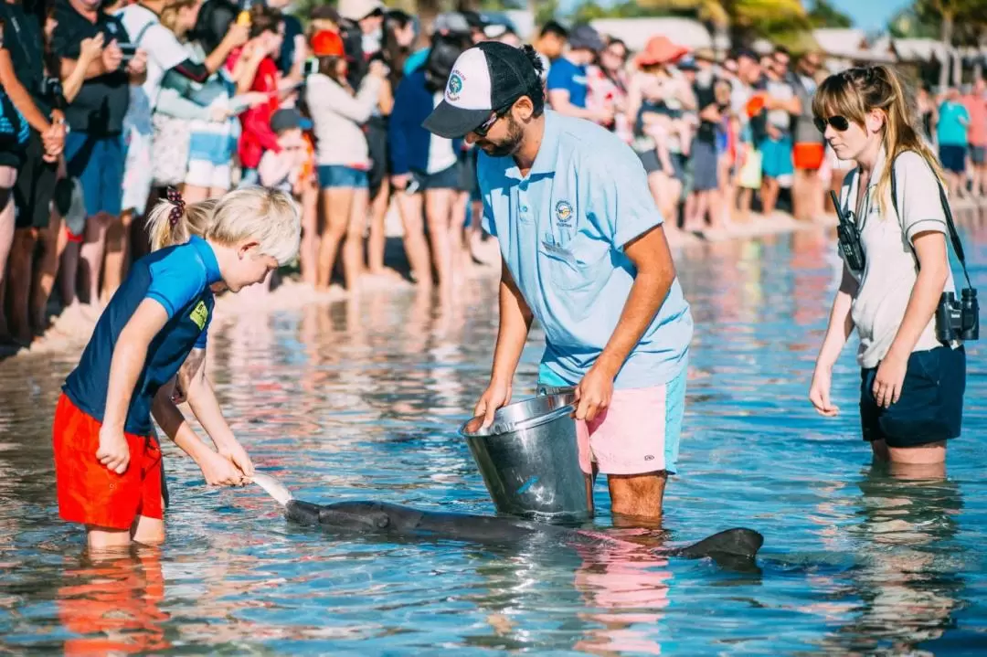 Monkey Mia Dolphin Spectacular Half Day Tour in Kalbarri 