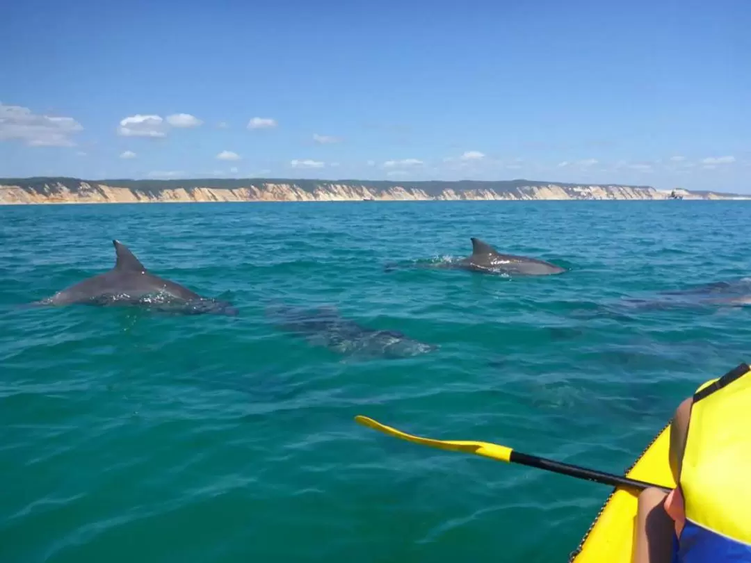 Noosa Dolphin View Kayak Tour & Great Beach Drive Adventure