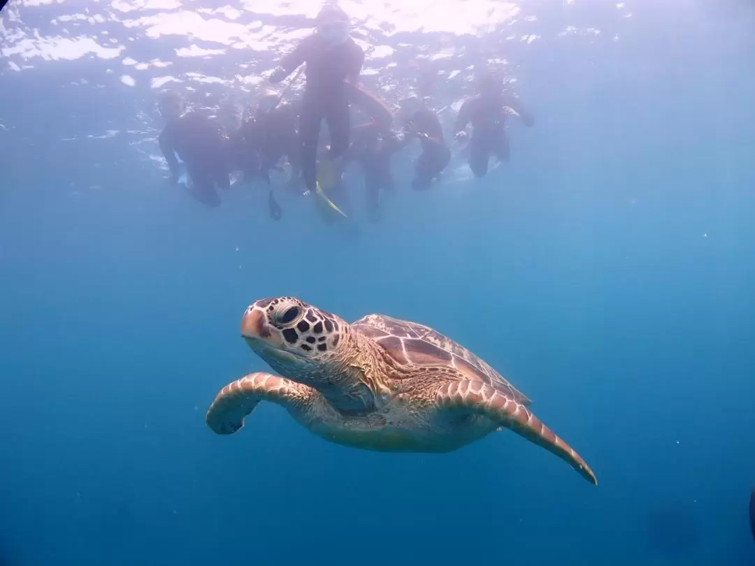 石垣島與海龜共游＆高級浮潛體驗