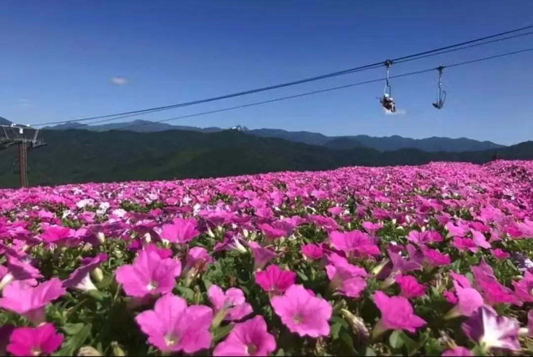 Hirugano Picnic Garden門票（含高原纜車）