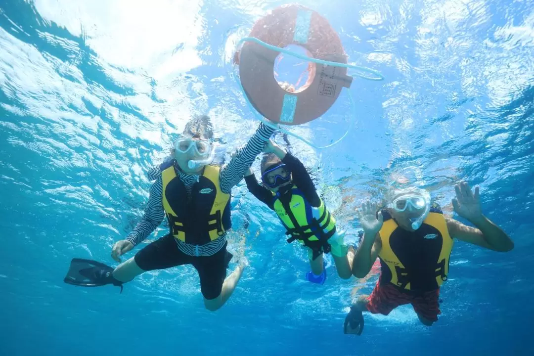 Berry Snorkeling Experience in Nago City 