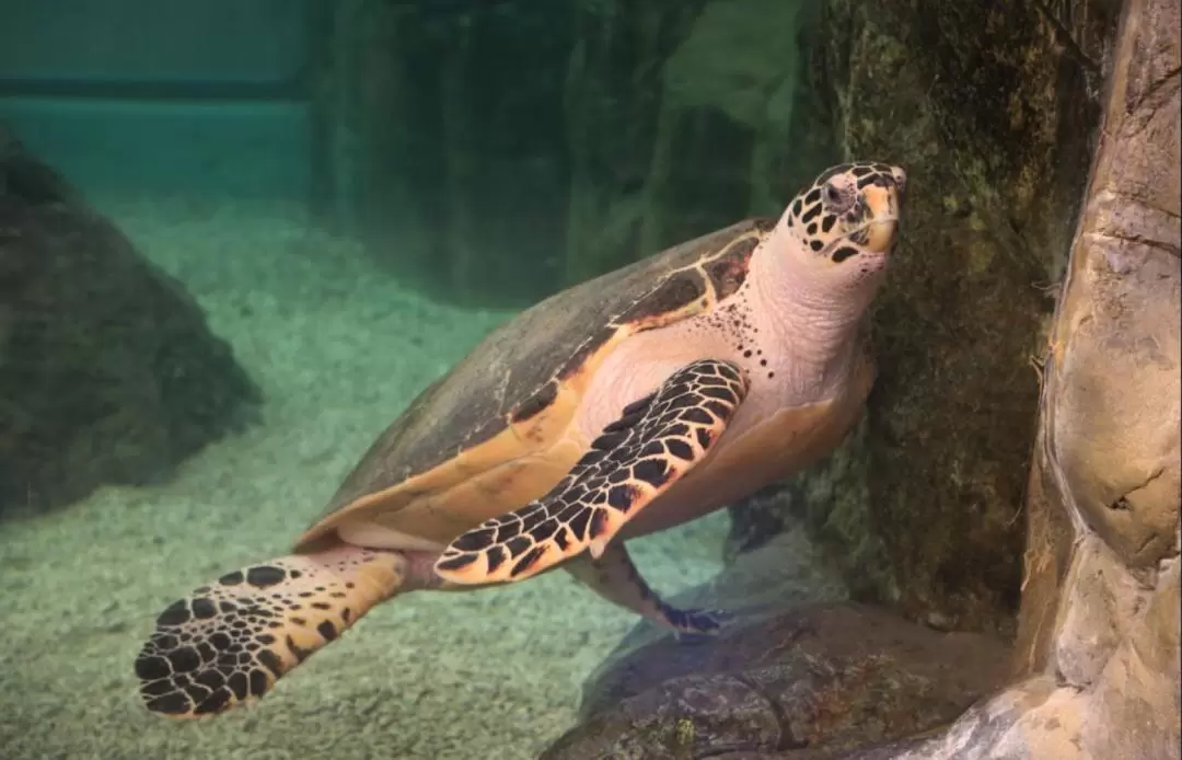 澎湖水族館 入館チケット