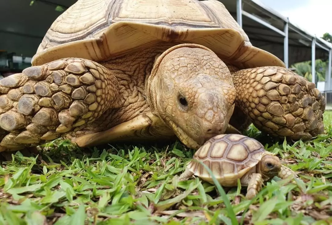 The Live Turtle and Tortoise Museum（亀の博物館） 入館チケット（シンガポール）