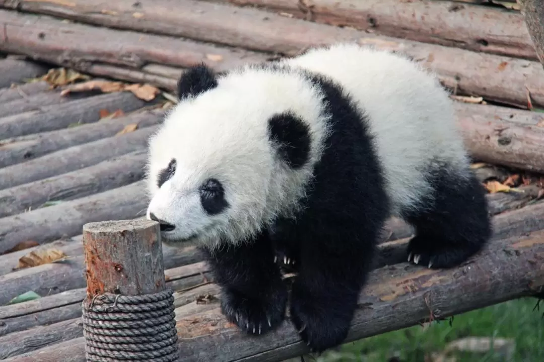 Chengdu Panda Base Private Half Day Tour