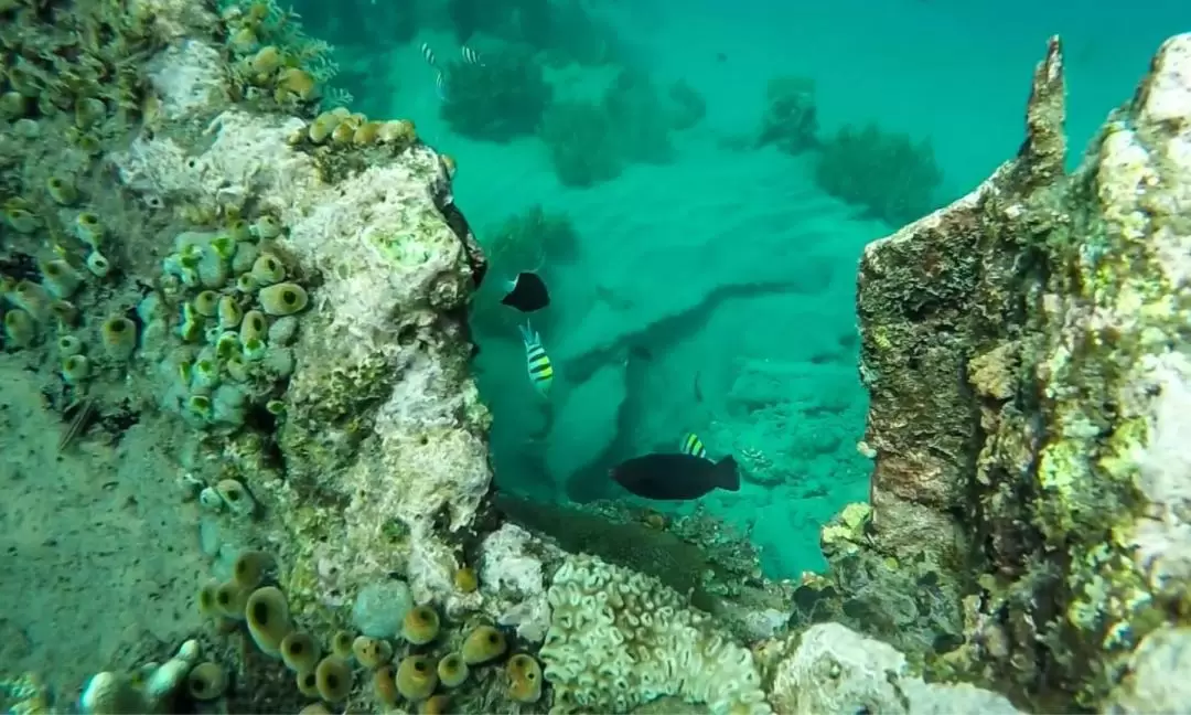 발리 스쿠버 다이빙 체험 (자격증 불필요 / Bali Diving)