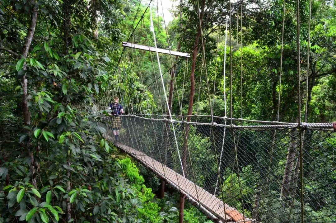 Taman Negara National Park Join-In Day Tour