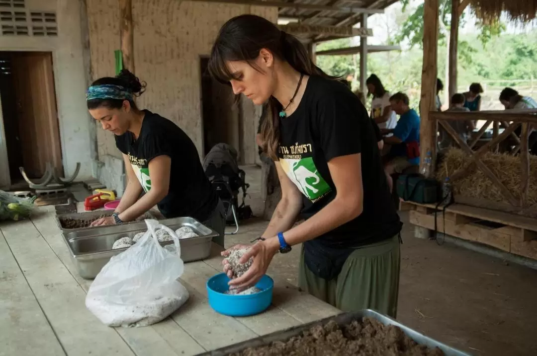 Elephant Day Care at Elephants World Kanchanaburi