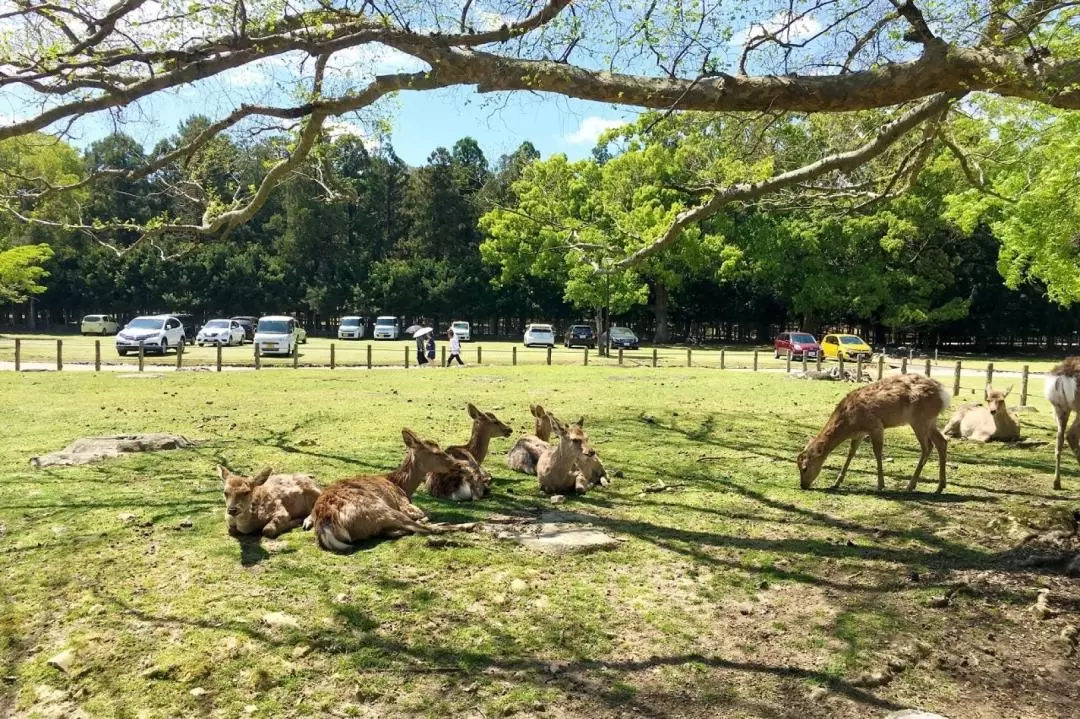 東大寺 & 奈良公園 & 春日大社半日遊（大阪出發）