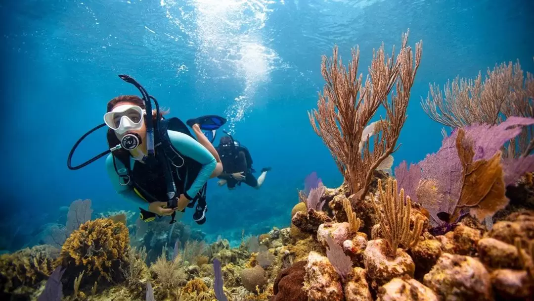 オープンウォーターダイバーコース（レンボンガン島 / 5 star PADI Dive Center提供）