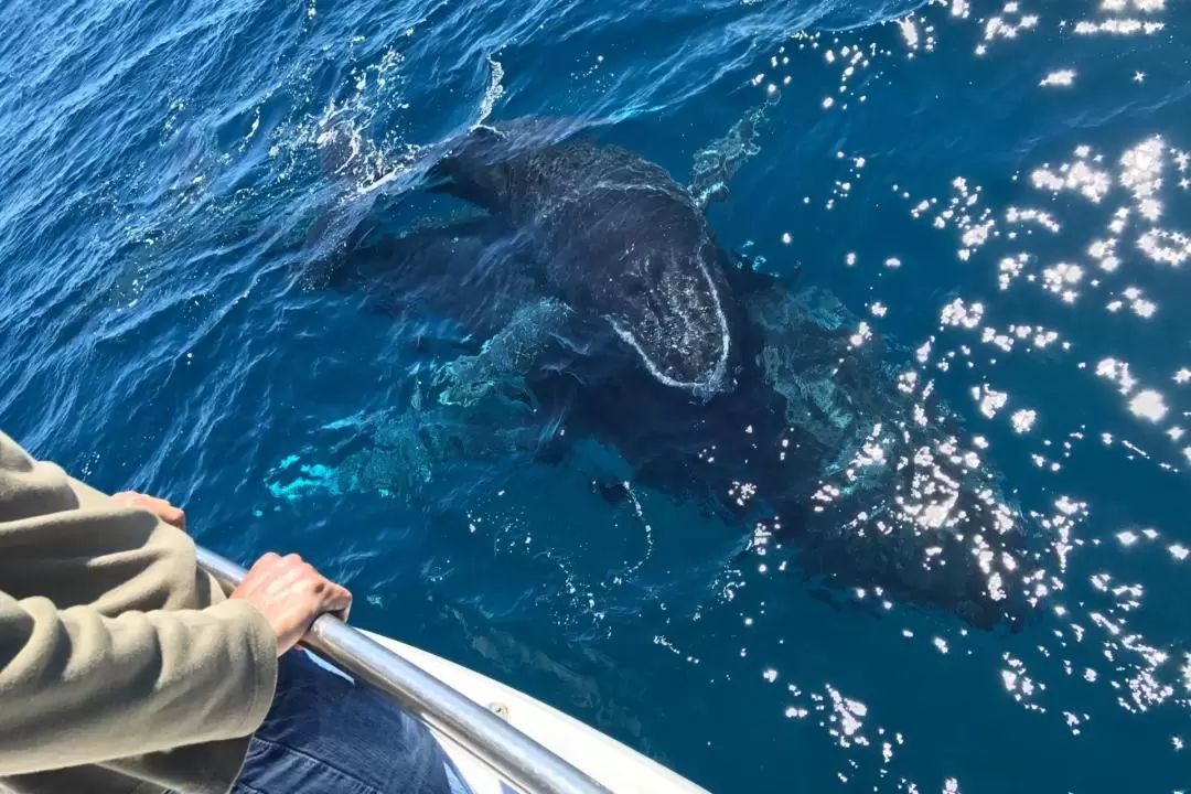 Whale Watching Experience in Dunsborough 