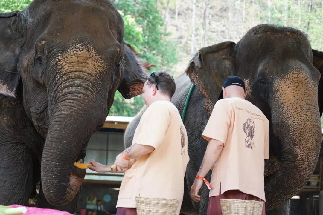 Chiang Mai Elephant Sanctuary and Sticky Waterfall Tour – Full Day