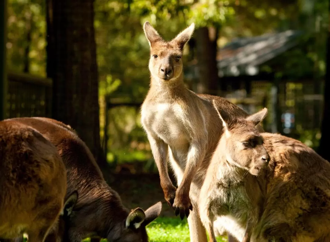 Yarra Valley Wildlife, Wine & Food Day Tour