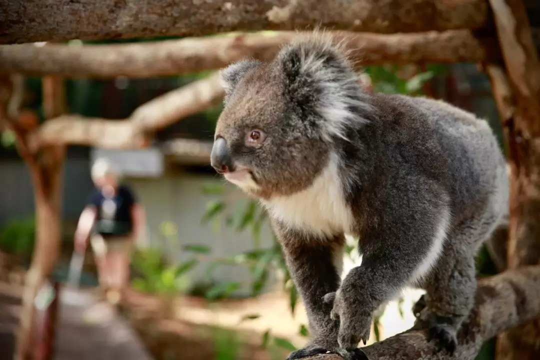 墨爾本動物園野生動物導覽門票