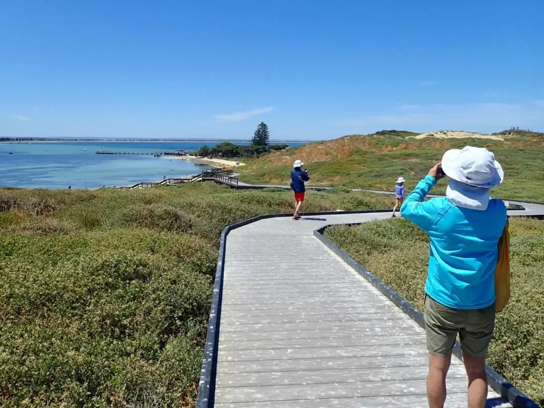 Penguin and Seal Island Sea Kayak Tour from Perth