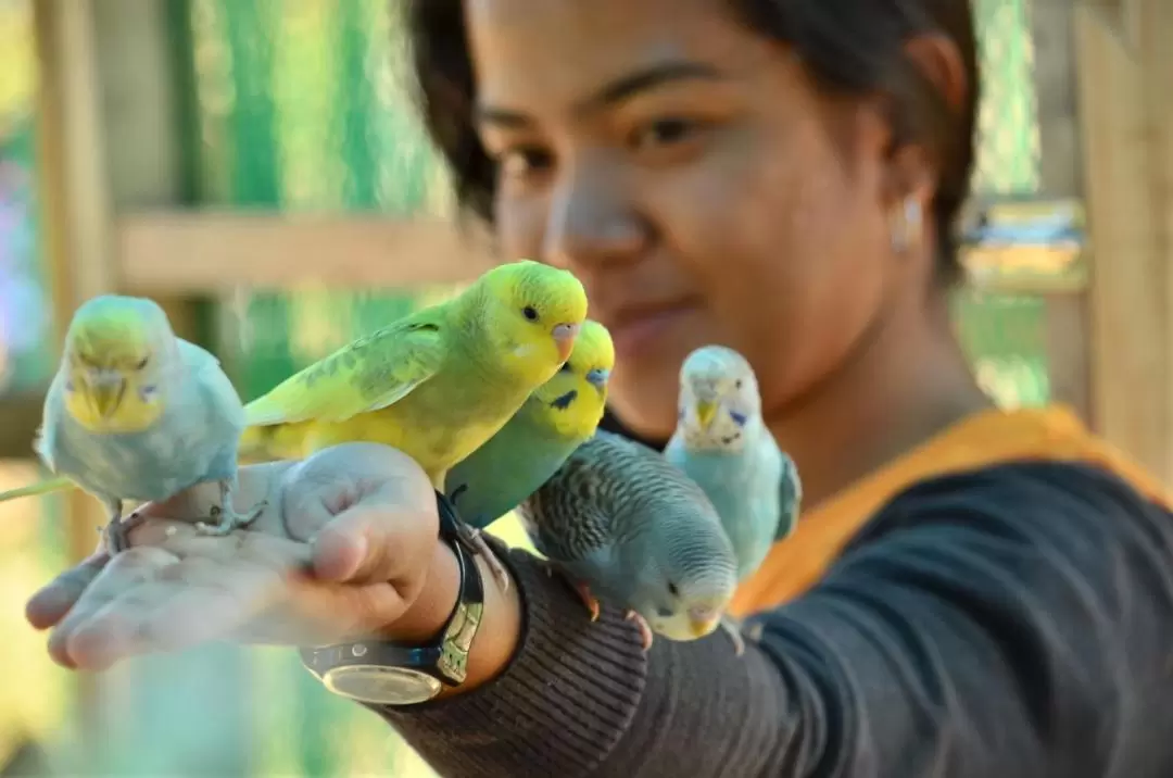 タガイタイ・ゾーイ（レジテンスインタガイタイの動物園）入園チケット