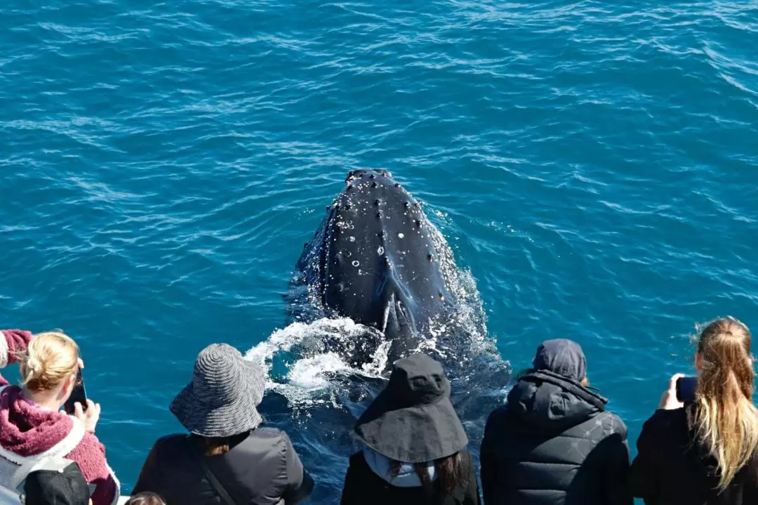 Whale Watching Experience in Dunsborough 