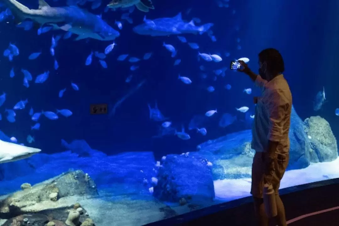 ニューヨーク水族館 入館チケット