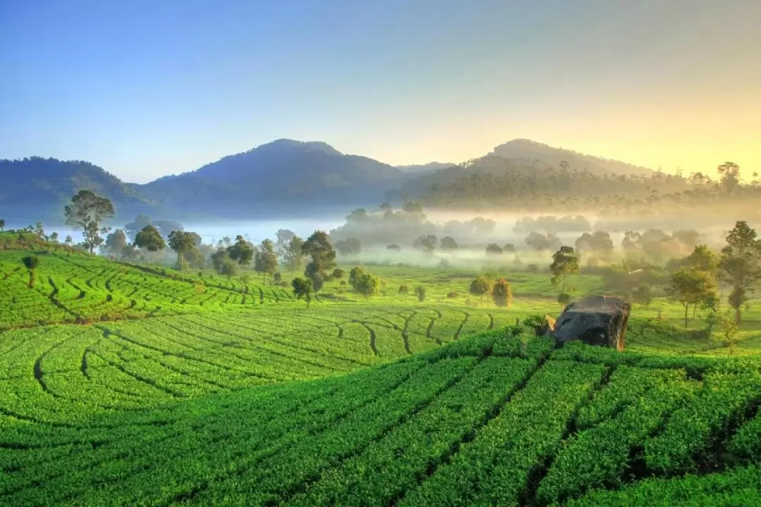 Kawah Putih Tour from Bandung