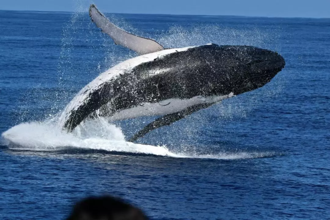 Augusta Whale Watch Experience