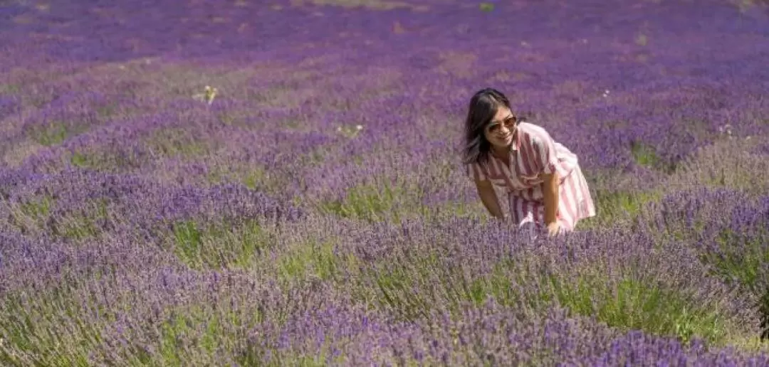 Lavender Full Day Tour from Avignon