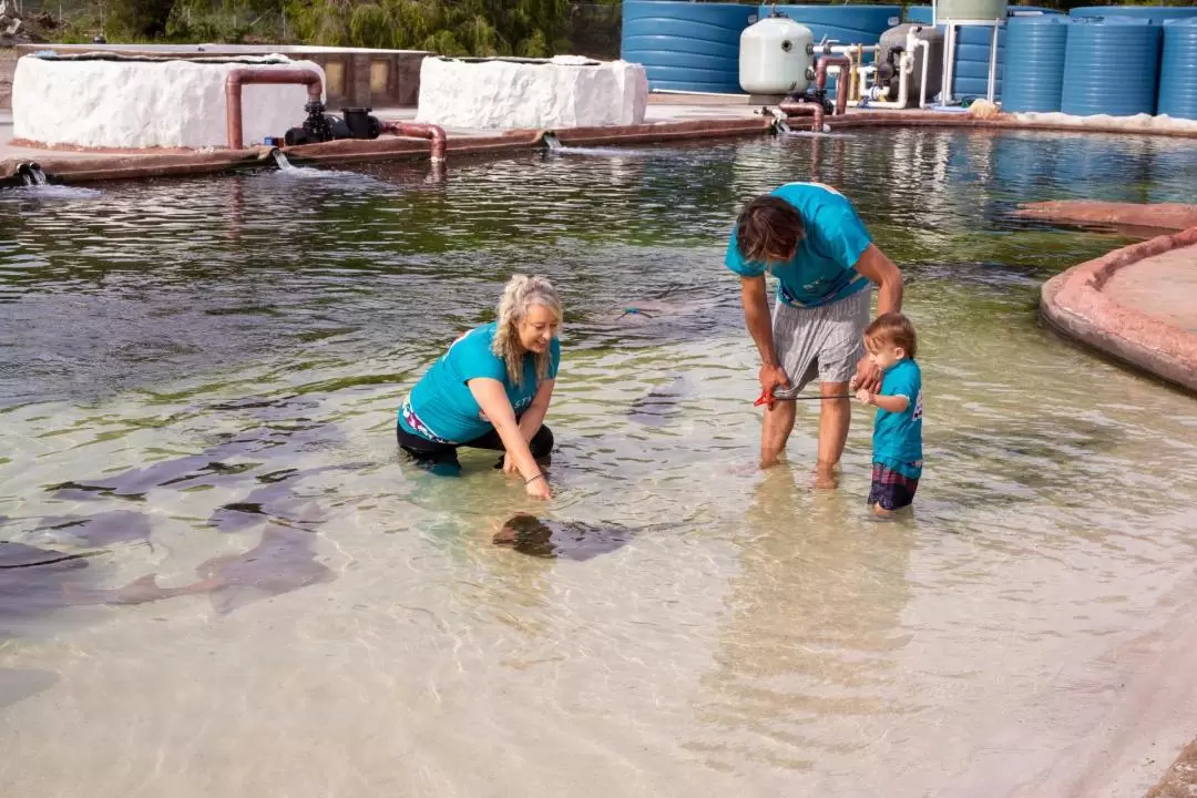 Irukandji Shark & Ray Encounters Ticket 